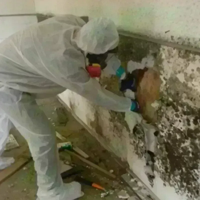 Mold Remediation and Removal in West Point, NY